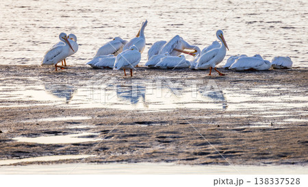 White American pelicans 138337528