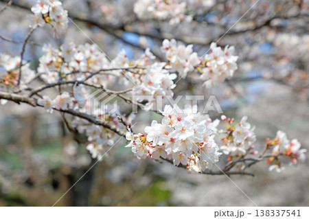都立桜ヶ丘公園のソメイヨシノ 都立桜ヶ丘公園のソメイヨシノ 138337541