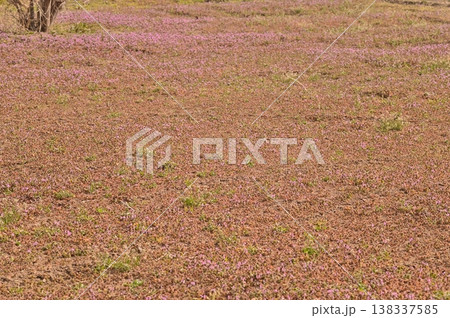 赤紫色の絨毯をクローズアップ 138337585