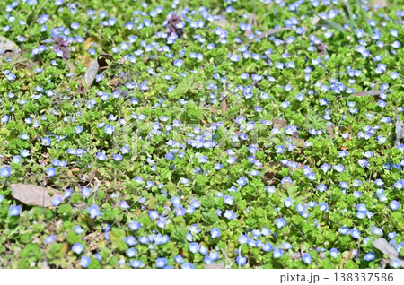 オオイヌノフグリの青い花咲く早春の野原 138337586