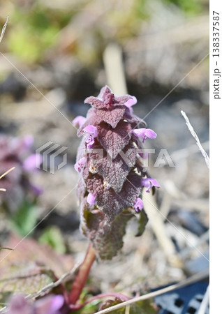 姫踊子草の花一輪 138337587