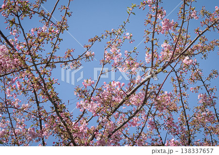 Cherry Blossoms against blue sky 138337657