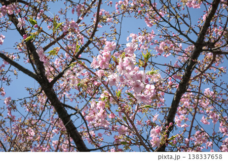 Cherry Blossoms against blue sky 138337658