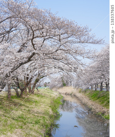 春爛漫満開なピンク色さくらの花風景 春爛漫満開なピンク色さくらの花風景 138337685