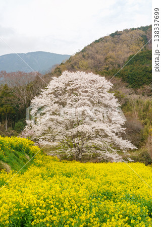 蓑毛の淡墨桜 神奈川県秦野 蓑毛の淡墨桜 神奈川県秦野 138337699