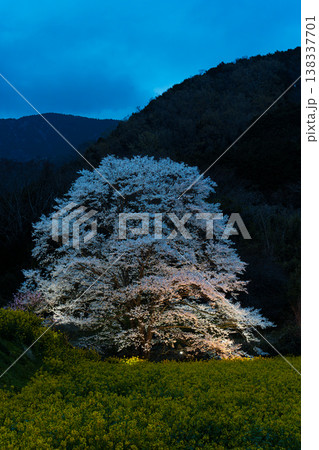 蓑毛の淡墨桜 神奈川県秦野 蓑毛の淡墨桜 神奈川県秦野 138337701