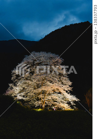 蓑毛の淡墨桜　神奈川県秦野 138337703