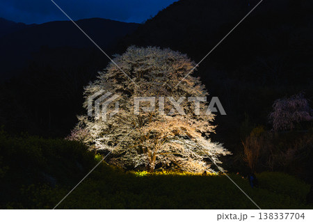 蓑毛の淡墨桜　神奈川県秦野 138337704