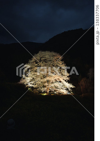 蓑毛の淡墨桜　神奈川県秦野 138337706