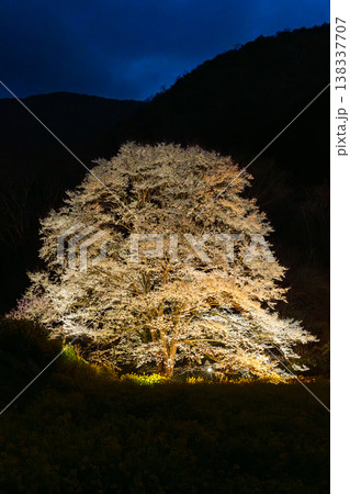 蓑毛の淡墨桜 神奈川県秦野 蓑毛の淡墨桜 神奈川県秦野 138337707