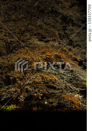 蓑毛の淡墨桜　神奈川県秦野 138337709