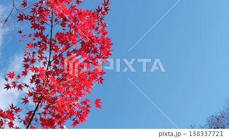 鮮やかに赤い紅葉 138337721