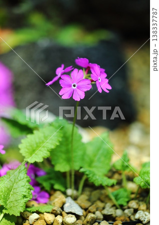サクラソウ サクラソウ 138337787