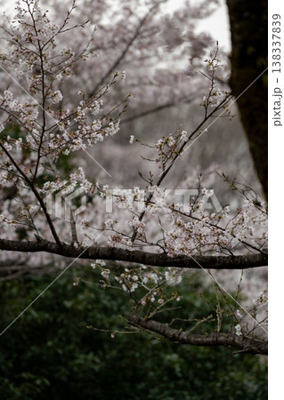 宇都宮市長岡公園の「桜」 138337839