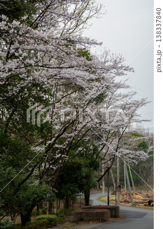 宇都宮市長岡公園の「桜」 宇都宮市長岡公園の「桜」 138337840