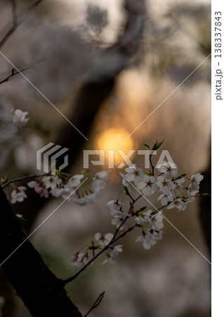 宇都宮市長岡公園の「桜」 138337843