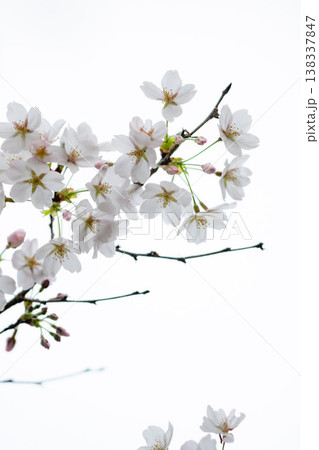 宇都宮市長岡公園の「桜」 138337847