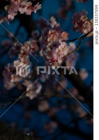 宇都宮市城址公園の「夜桜」 138337899