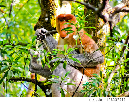 beautiful view of proboscis monkey in the wild beautiful view of proboscis monkey in the wild 138337911