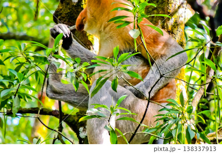 beautiful view of proboscis monkey in the wild beautiful view of proboscis monkey in the wild 138337913