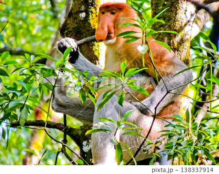 beautiful view of proboscis monkey in the wild beautiful view of proboscis monkey in the wild 138337914