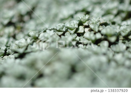 ザンセツソウ 138337920