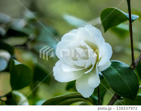 白角倉（しろすみくら） 138337972