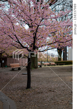 宇都宮市城址公園の「桜」 138337989