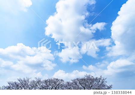 春の空と木立 138338044