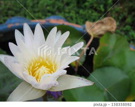 White water lily flower yellow center green lily pad pond plant natural garden beauty 138338092