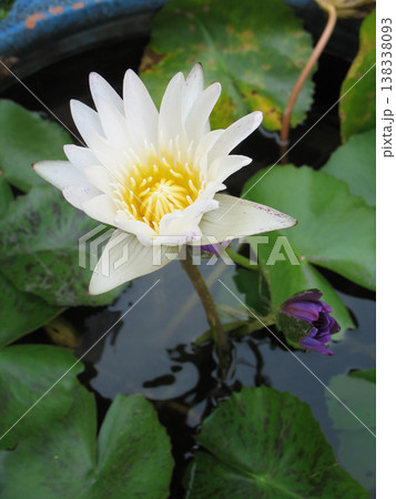White water lily flower bloom, yellow center, green leaf, pond reflection 138338093