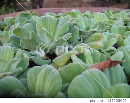 Green aquatic plant, water lettuce, garden pond, natural leaf texture, foliage detail 138338095
