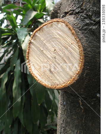 Fresh tree trunk cut closeup texture nature outdoor 138338098