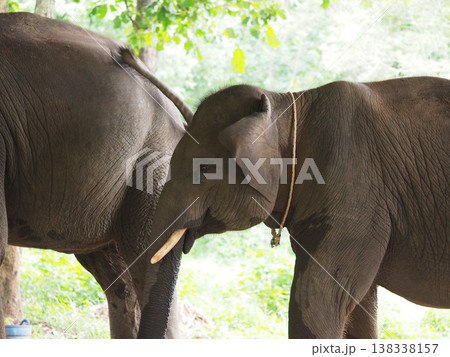 Young elephant jungle nature wildlife Thailand summer animal forest green Young elephant jungle nature wildlife Thailand summer animal forest green 138338157