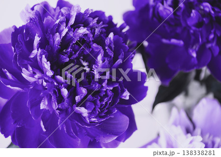 Beautiful purple blue peonies close-up, trending color very peri . Soft selective focus 138338281