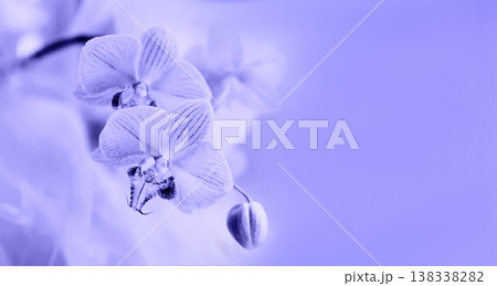 Beautiful purple blue orchids, close-up, trending color very peri. Soft selective focus horizontal frame with copy space Beautiful purple blue orchids, close-up, trending color very peri. Soft selective focus horizontal frame with copy space 138338282