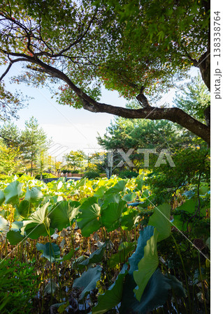 Tranquil lotus field near forest edge with dense vegetation and scenic countryside view on sunny day in peaceful nature setting. Tranquil lotus field near forest edge with dense vegetation and scenic countryside view on sunny day in peaceful nature setting. 138338764