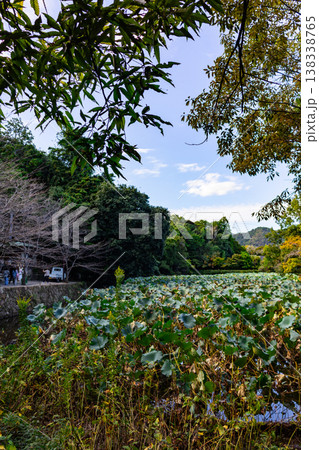 Lotus pond with broad green leaves surrounded by trees and rural landscape under blue sky with clouds in natural environment. 138338765