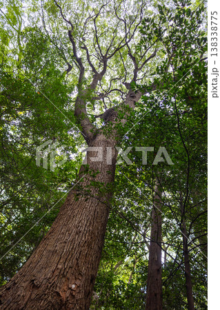 Huge tall trees growing high into sky with thick, branched roots in forest park guiding visitors toward Meiji Shrine entrance in Tokyo popular cultural landmark, Japan Huge tall trees growing high into sky with thick, branched roots in forest park guiding visitors toward Meiji Shrine entrance in Tokyo popular cultural landmark, Japan 138338775