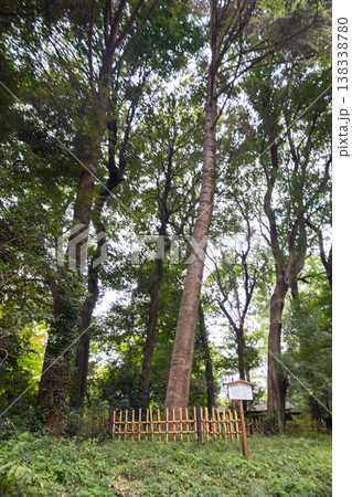 Long tree lined avenue in forest park guiding visitors toward Meiji Shrine entrance in Tokyo popular cultural landmark, Japan Long tree lined avenue in forest park guiding visitors toward Meiji Shrine entrance in Tokyo popular cultural landmark, Japan 138338780