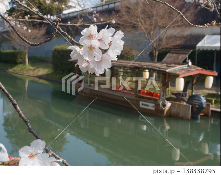 京都　桜と伏見十石舟 138338795