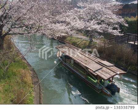 桜と伏見十石舟 138338799