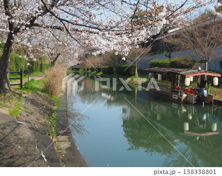 京都 桜と伏見十石舟 京都 桜と伏見十石舟 138338801