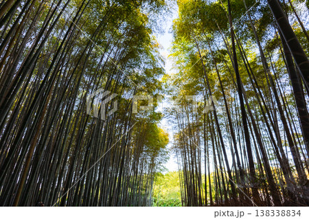 Upward perspective of tall bamboo trees forming green canopy with sunlight and blue sky visible between leaves, Kyoto, Japan  138338834