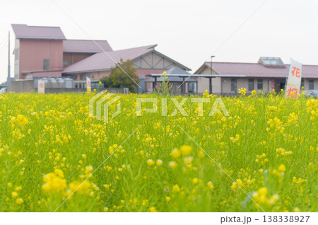 鮮やかに咲き誇る春の菜の花畑と花の接写 138338927