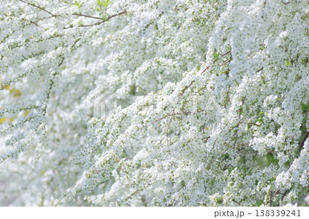 春の白い花 ユキヤナギ 春の白い花 ユキヤナギ 138339241