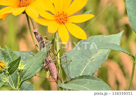 キクイモで交尾中のチョウセンカマキリ キクイモで交尾中のチョウセンカマキリ 138339351