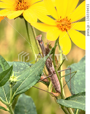 キクイモで交尾中のチョウセンカマキリ 138339431