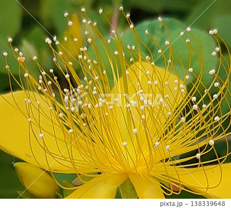 黄色い美容柳の花 138339648