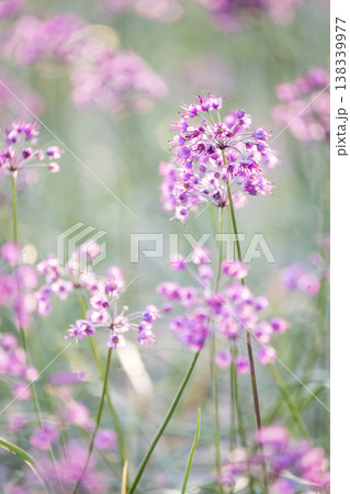 ラッキョウの花　（鳥取県北栄町産） 138339977